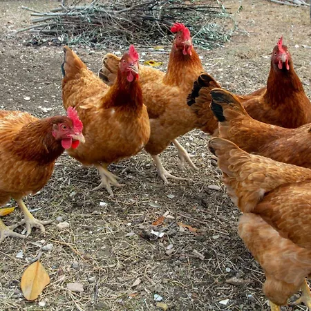 Bed & Breakfast Sotto Le Stelle